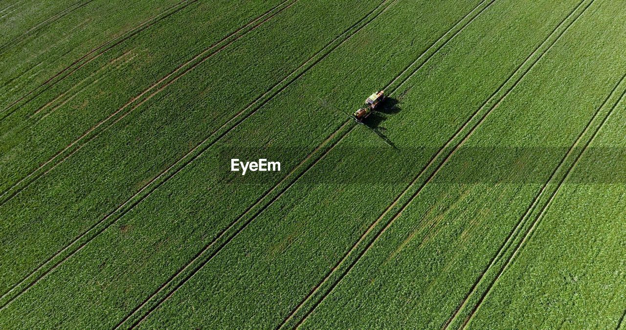 high angle view of horse on grassy field