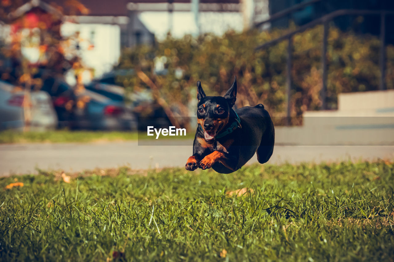 animal, one animal, animal themes, pet, domestic animals, mammal, canine, dog, grass, plant, nature, autumn, flower, day, running, architecture, outdoors, focus on foreground, building exterior