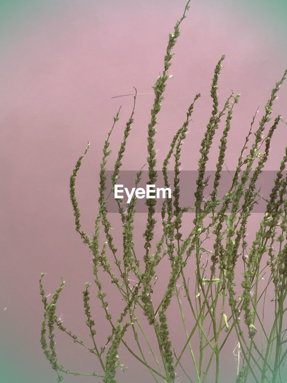 CLOSE-UP OF PLANT AGAINST BLURRED BACKGROUND