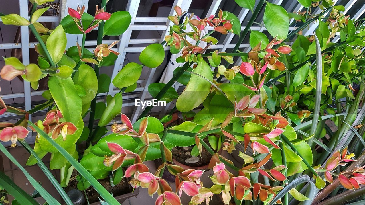 CLOSE-UP OF FLOWERING PLANT