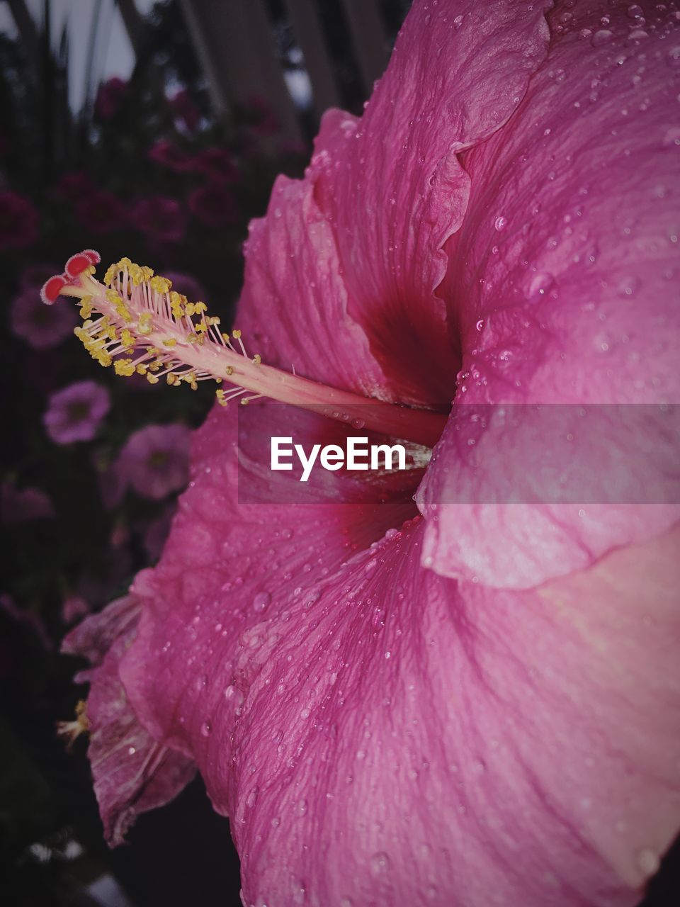 CLOSE-UP OF WATER DROPS ON PINK FLOWER