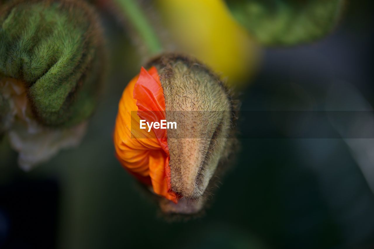 Close-up of bud