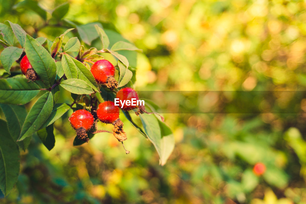 RED BERRIES GROWING ON TREE