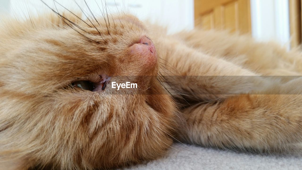 Cat relaxing on rug at home