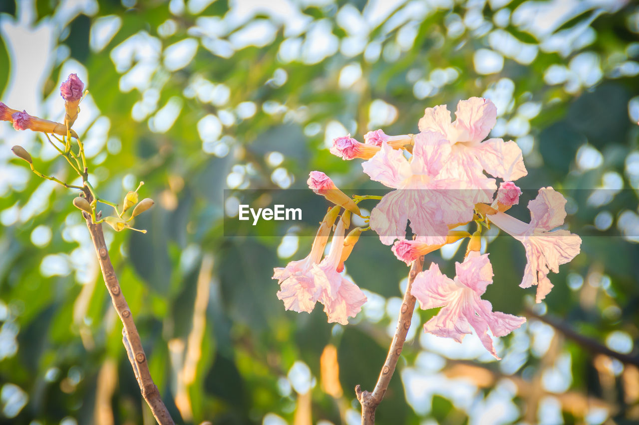 CLOSE-UP OF CHERRY BLOSSOM