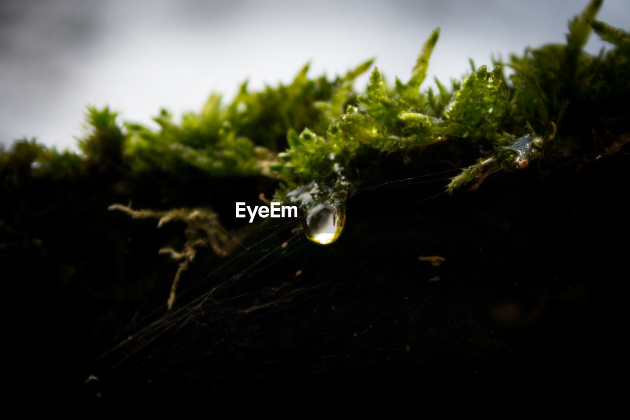 Close-up of water drop on moss