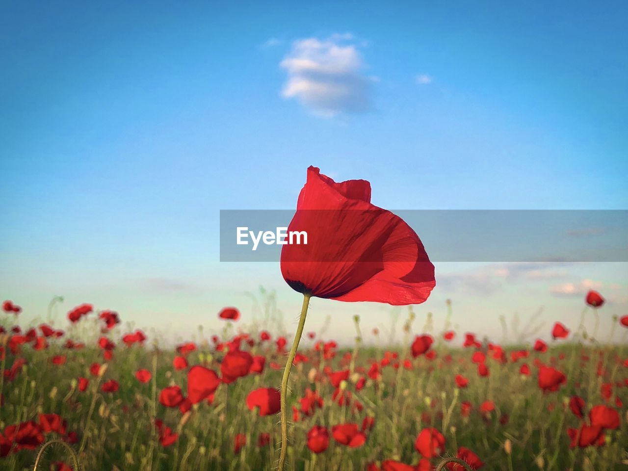 Close up of poppy blooming on a field on a dat with blue sky