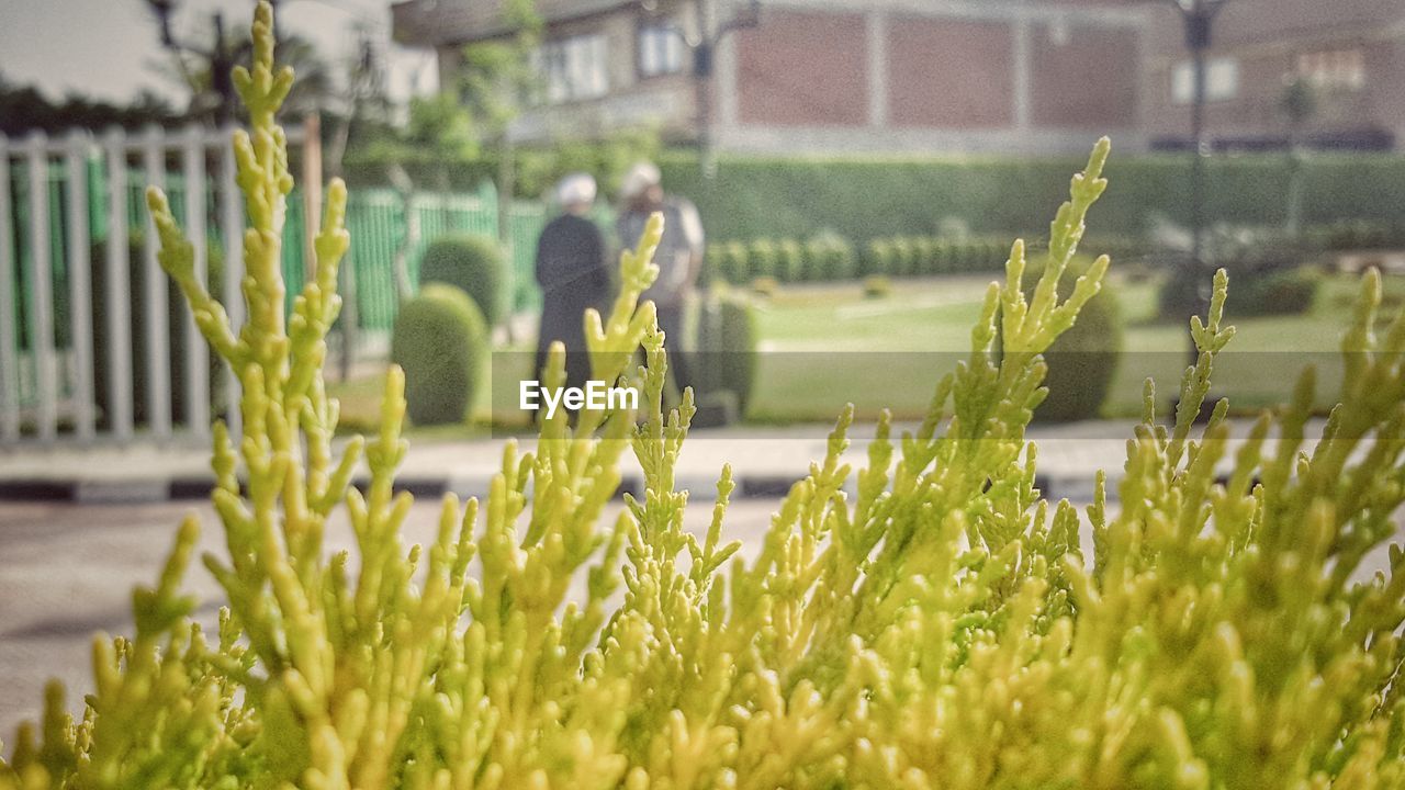 CLOSE-UP OF PLANTS OUTDOORS