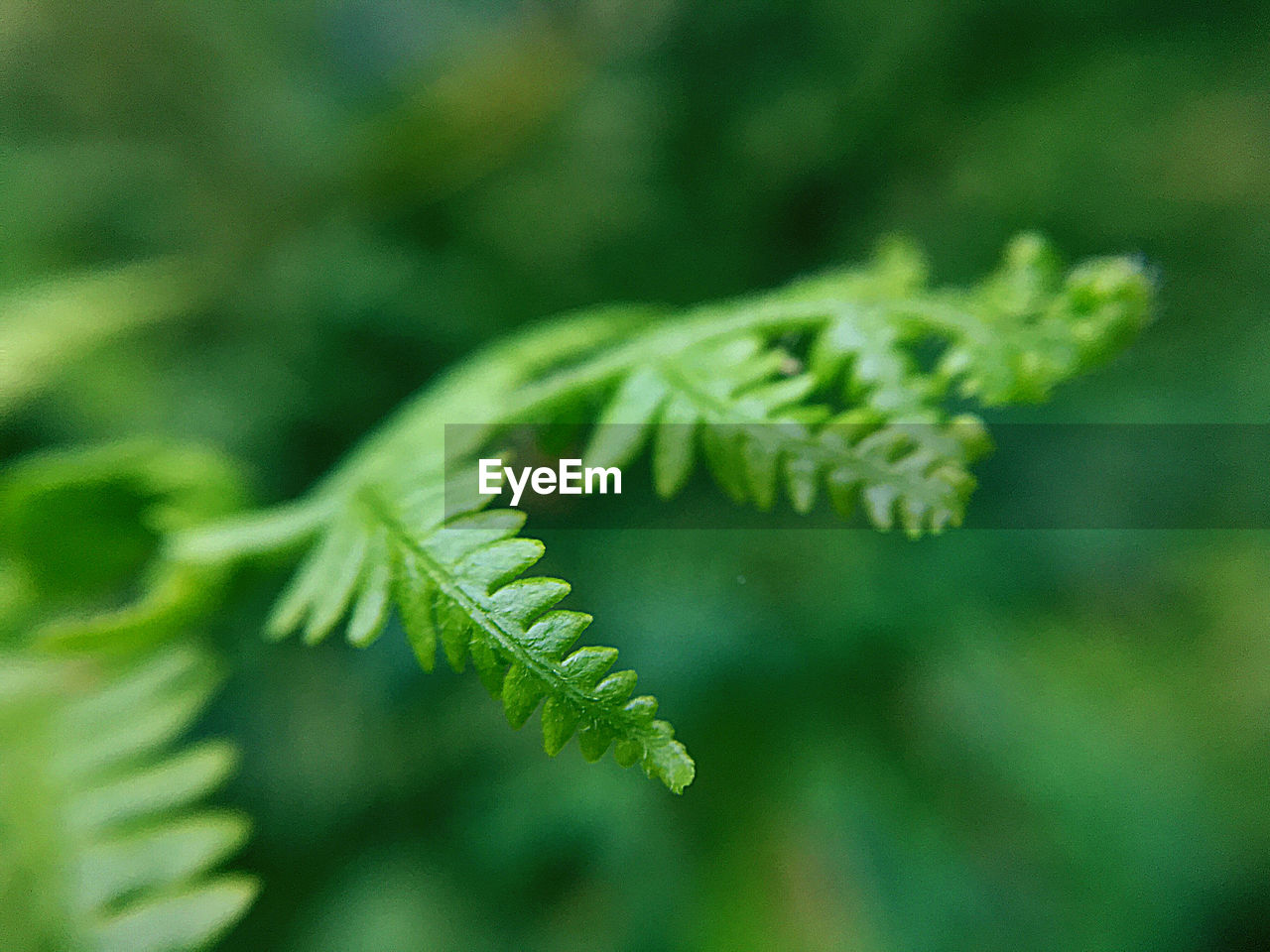 Close-up of fern leaves