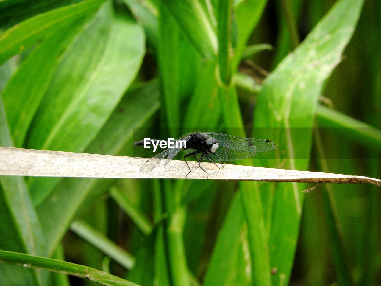 INSECT ON LEAF