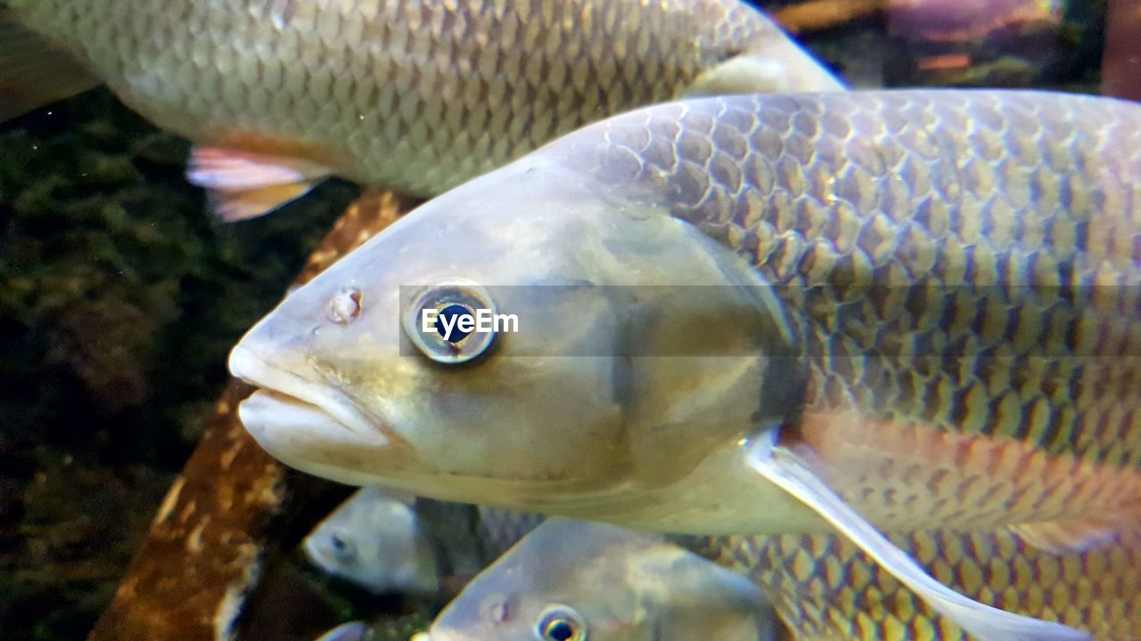 CLOSE-UP OF FISH SWIMMING IN TANK