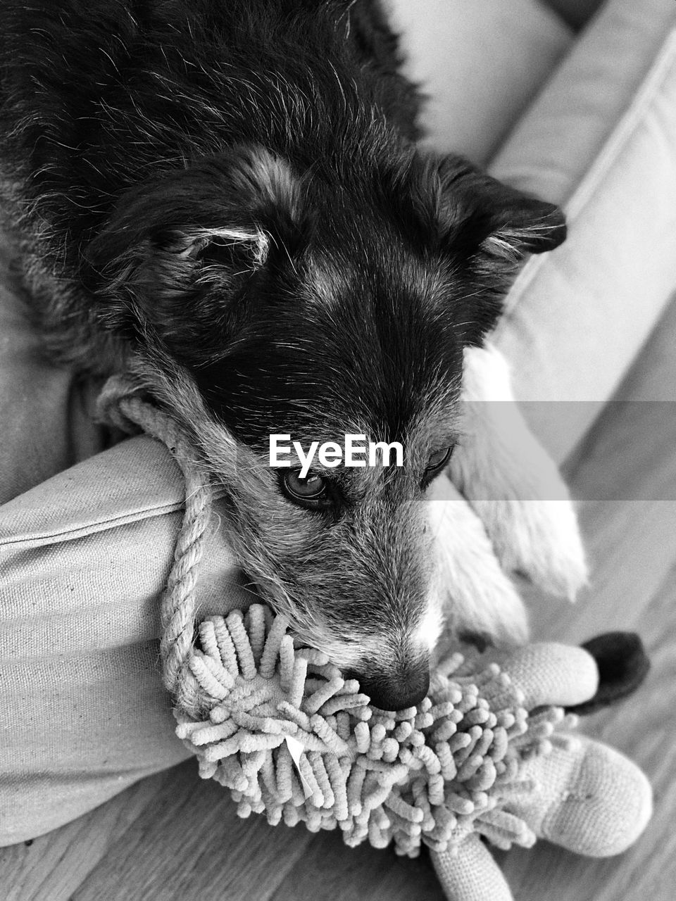 Close-up of dog resting on bed