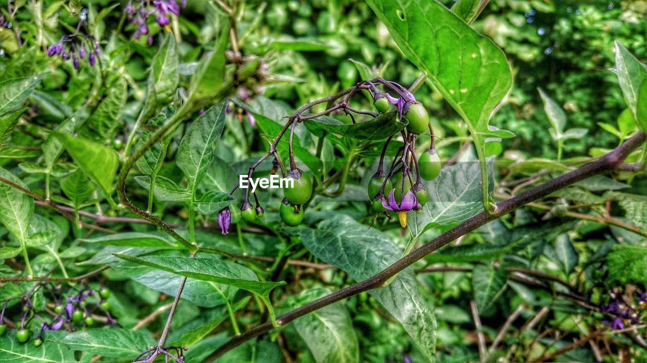 CLOSE-UP OF GRASSHOPPER ON TREE