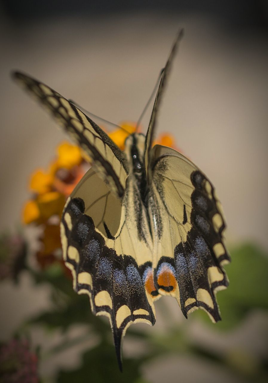 Close-up of butterfly