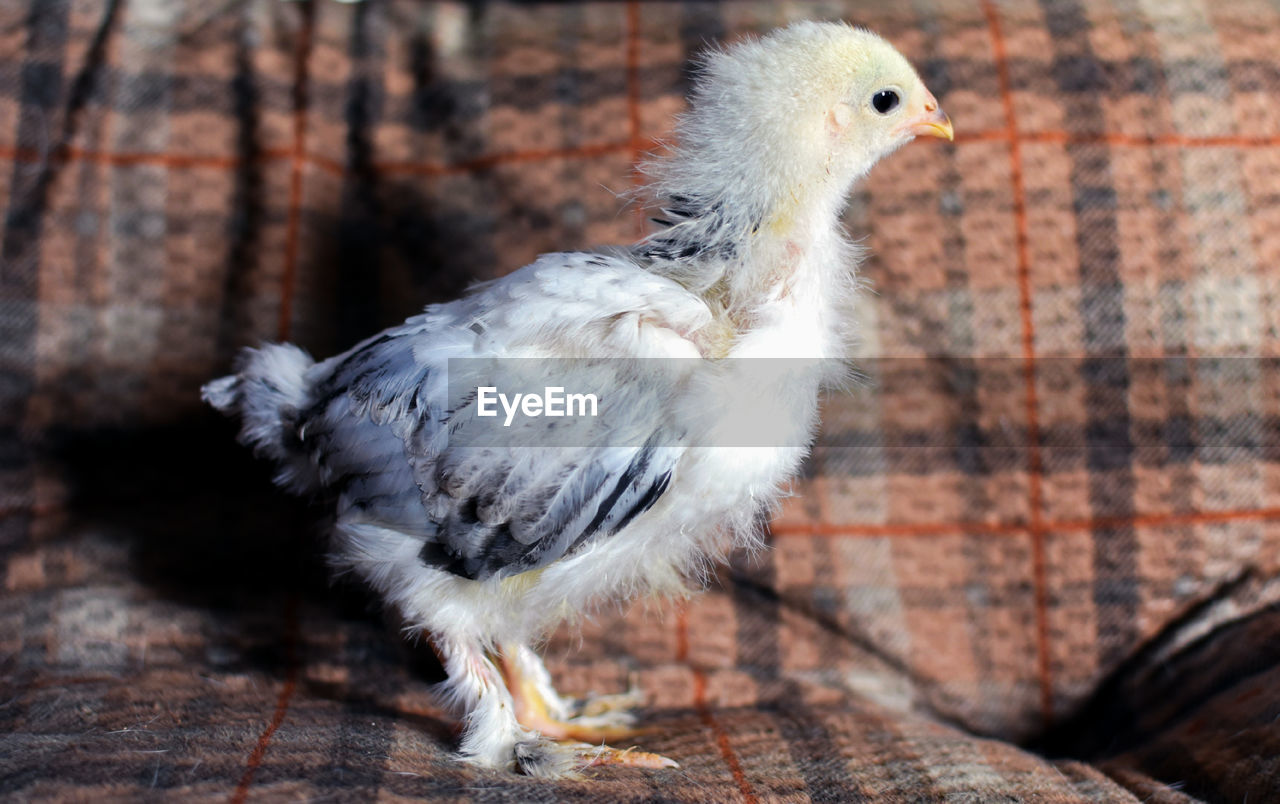 Close-up of a bird