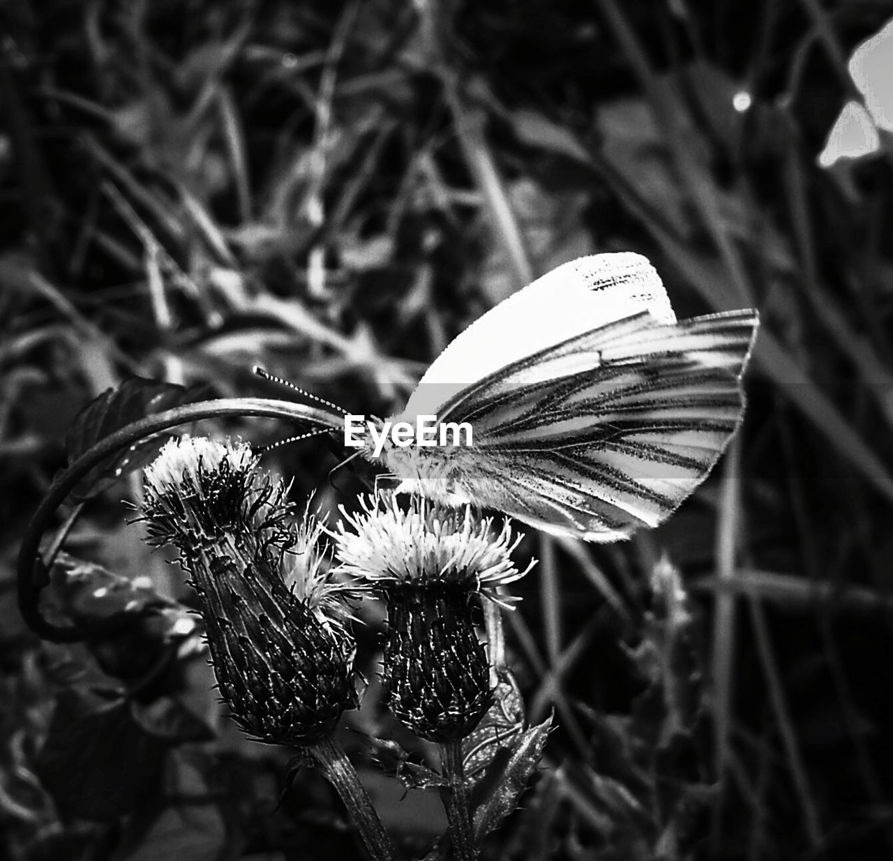 BUTTERFLY ON FLOWER