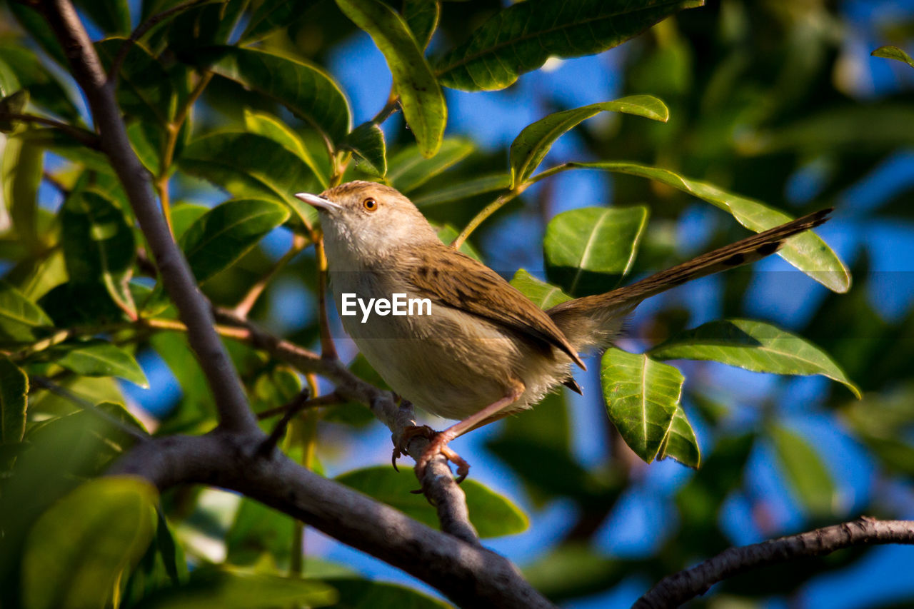 LOW ANGLE VIEW OF A BIRD PERCHING ON TREE