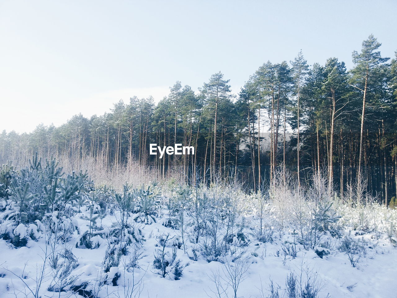 Low angle view of trees on snowy field against sky