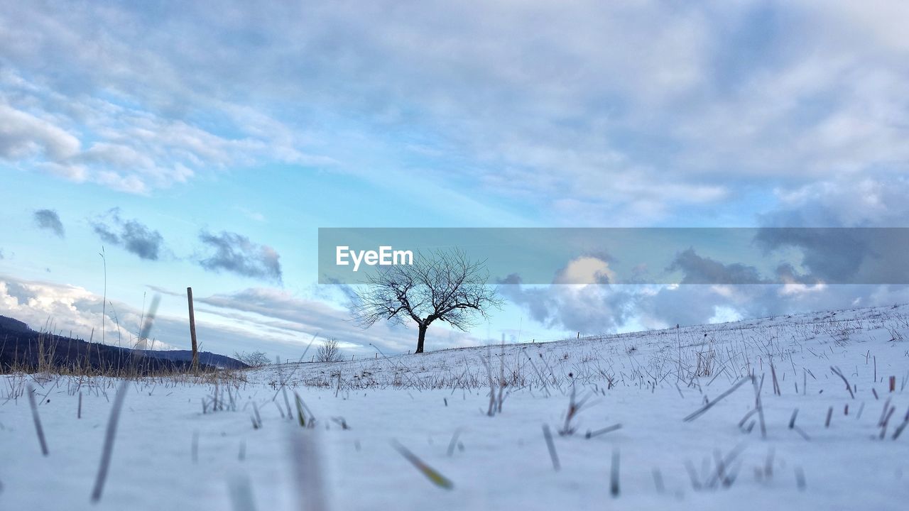 TREES ON SNOW COVERED FIELD AGAINST SKY
