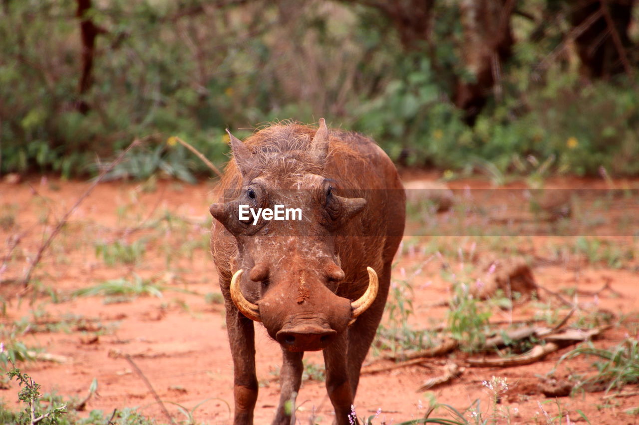 Standing warthog
