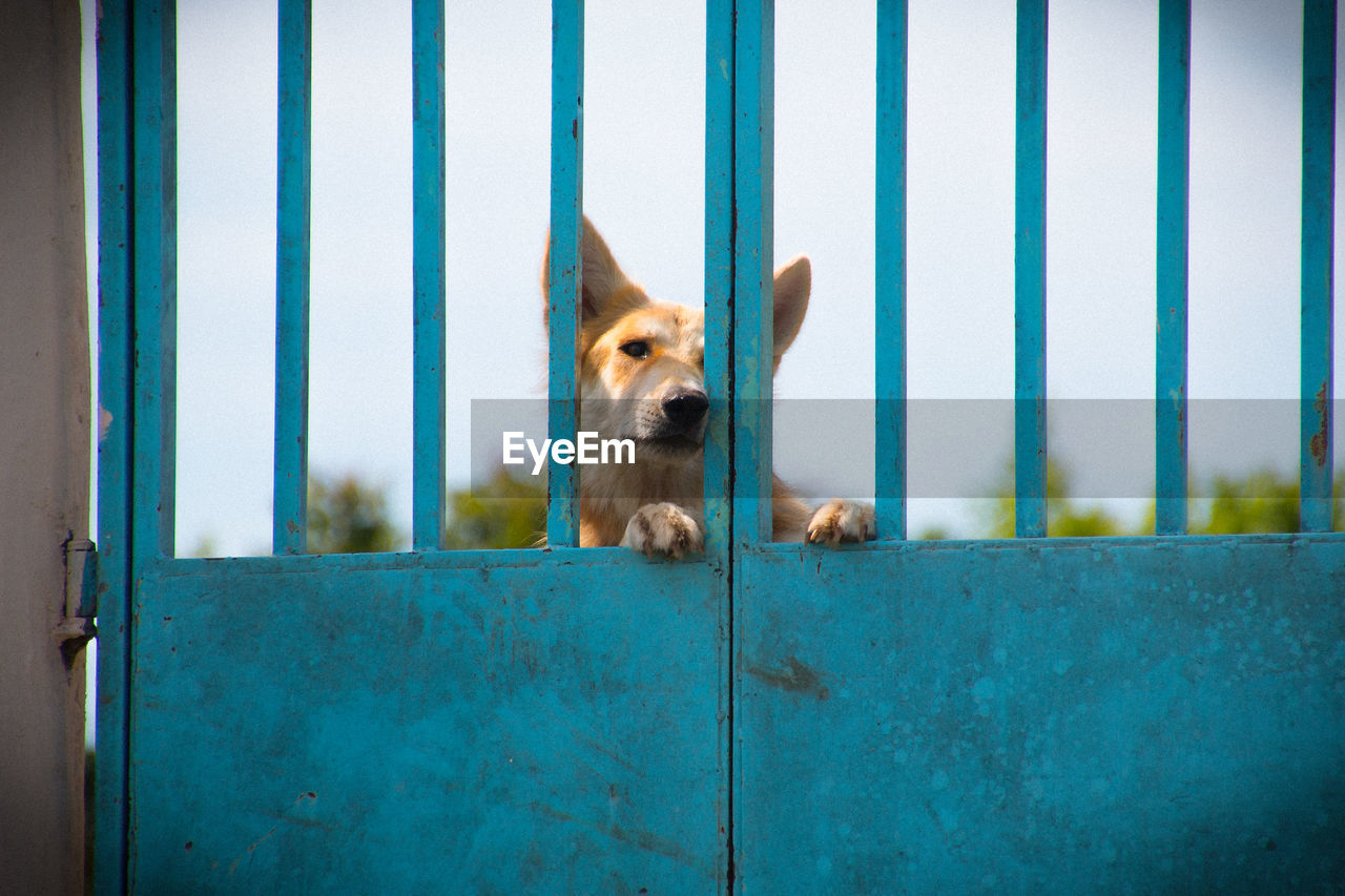 Dog behind blue metallic fence