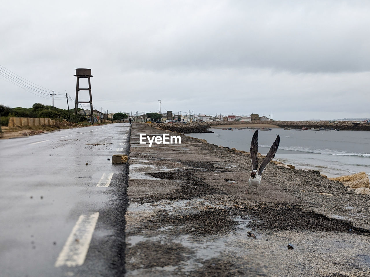Wet road with seagull by sea against sky