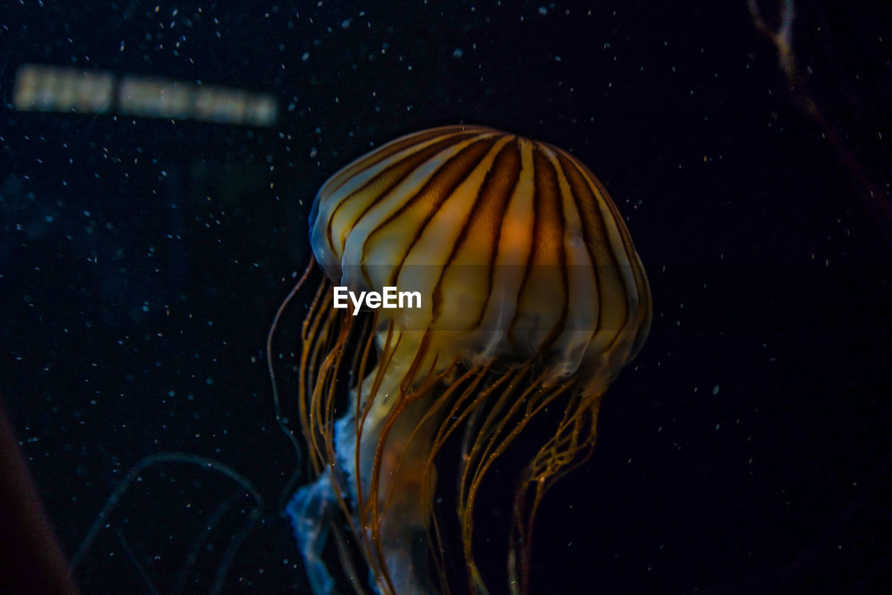 CLOSE-UP OF JELLYFISH IN WATER