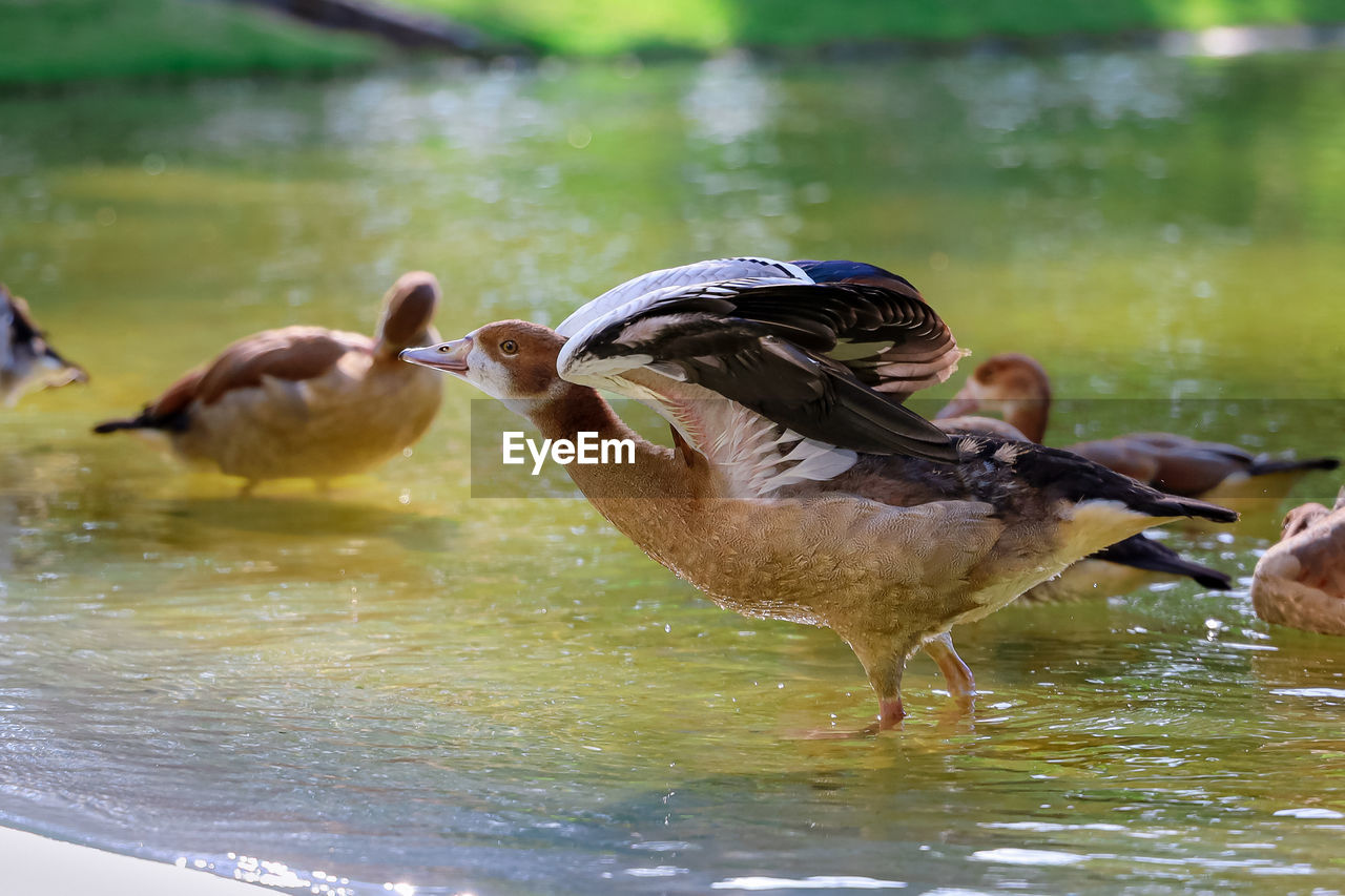 Young goose spreading its wings - jovem ganso abrindo as asas.