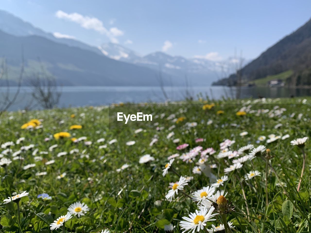 White flowering plants on field against sky