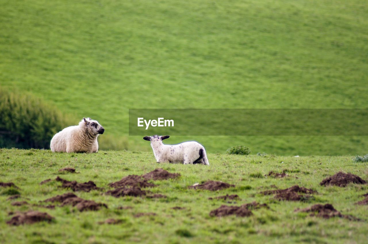 Sheep on green field