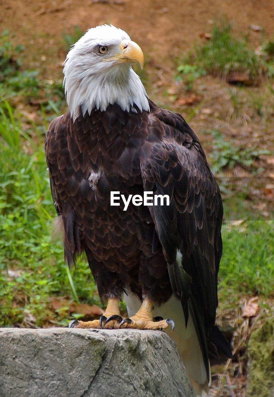 View of bald eagle
