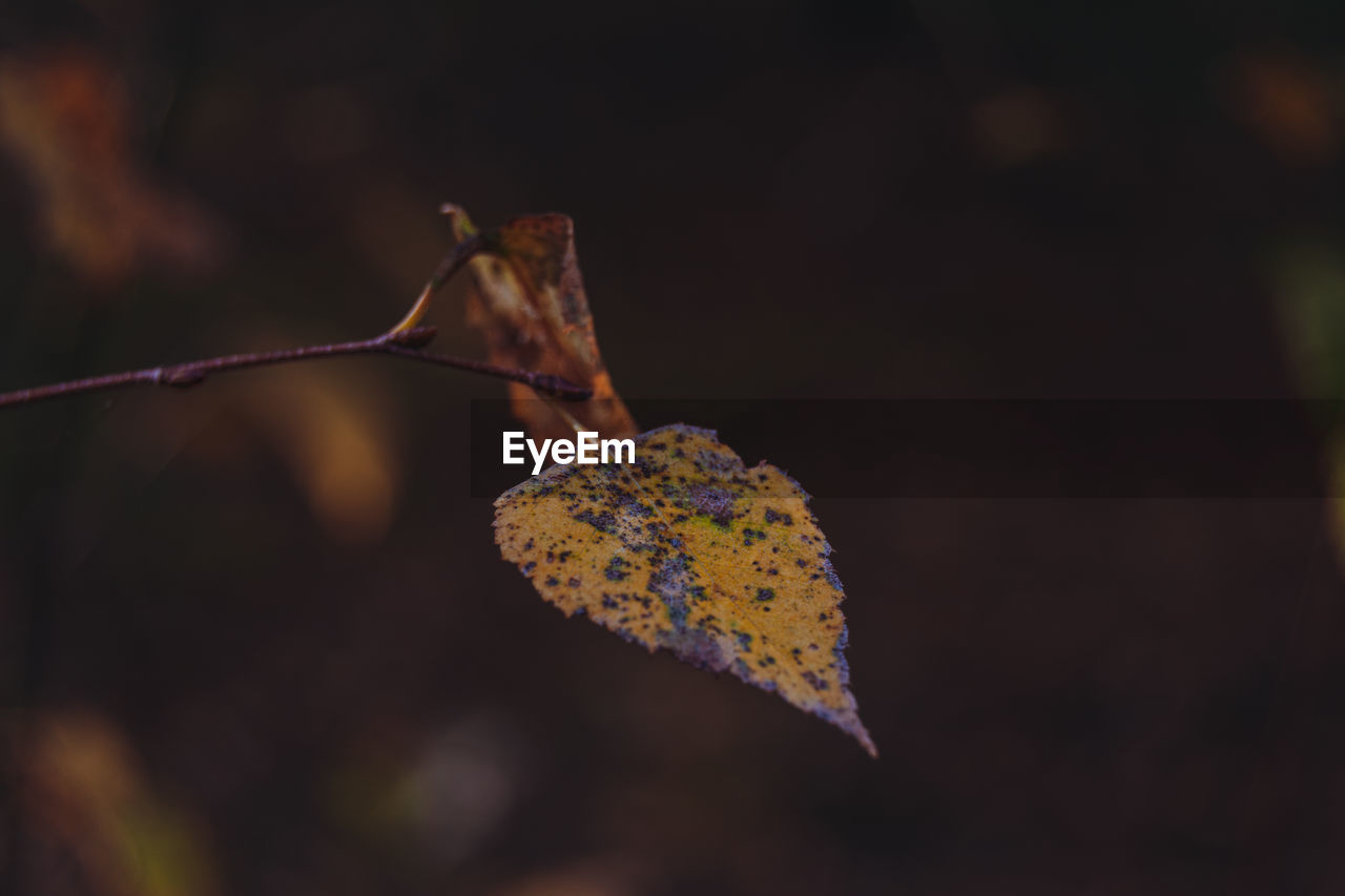 nature, leaf, macro photography, yellow, close-up, plant part, focus on foreground, branch, no people, autumn, flower, plant, butterfly, beauty in nature, animal themes, animal wildlife, outdoors, animal, insect, plant stem, one animal, tree, day, fragility, wildlife