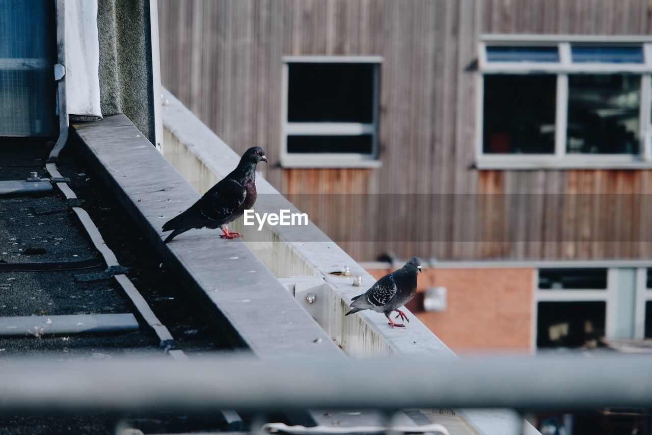 Bird perching on a building