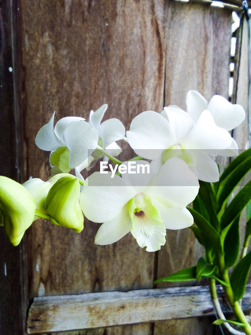 CLOSE-UP OF WHITE FLOWERING PLANT WITH WOOD