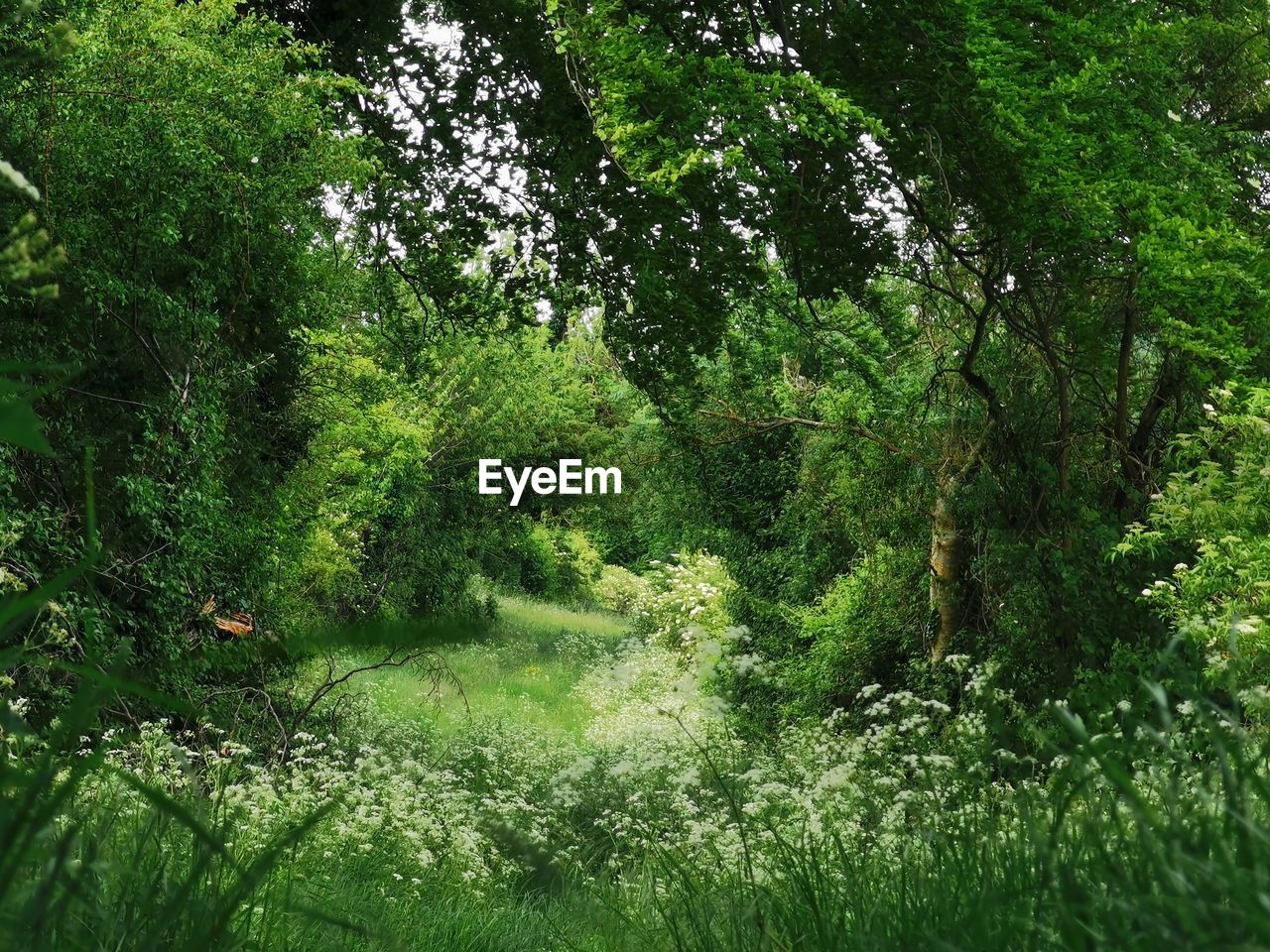 VIEW OF TREES IN FOREST