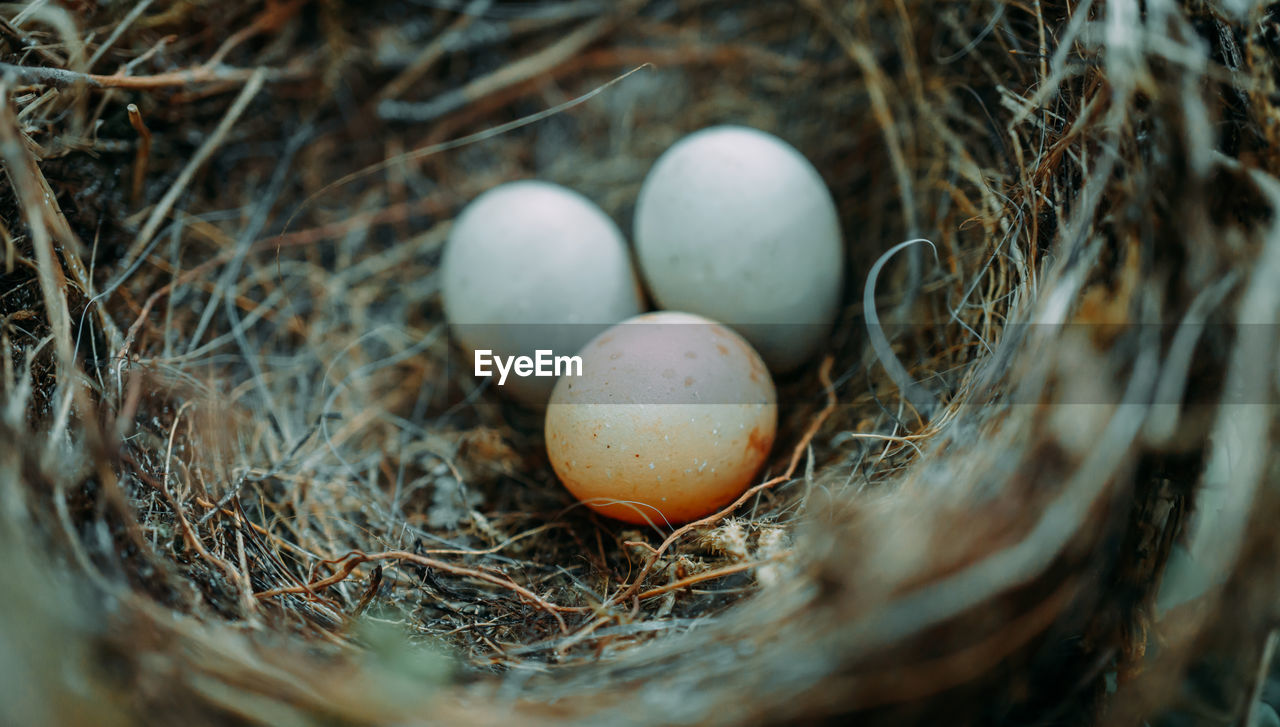 High angle view of eggs in nest