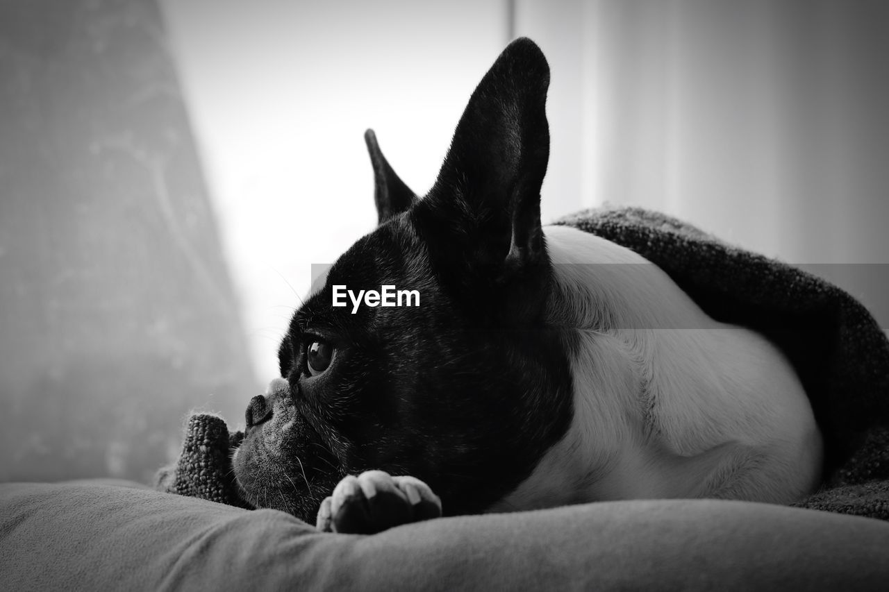 Close-up of dog relaxing on pet bed at home