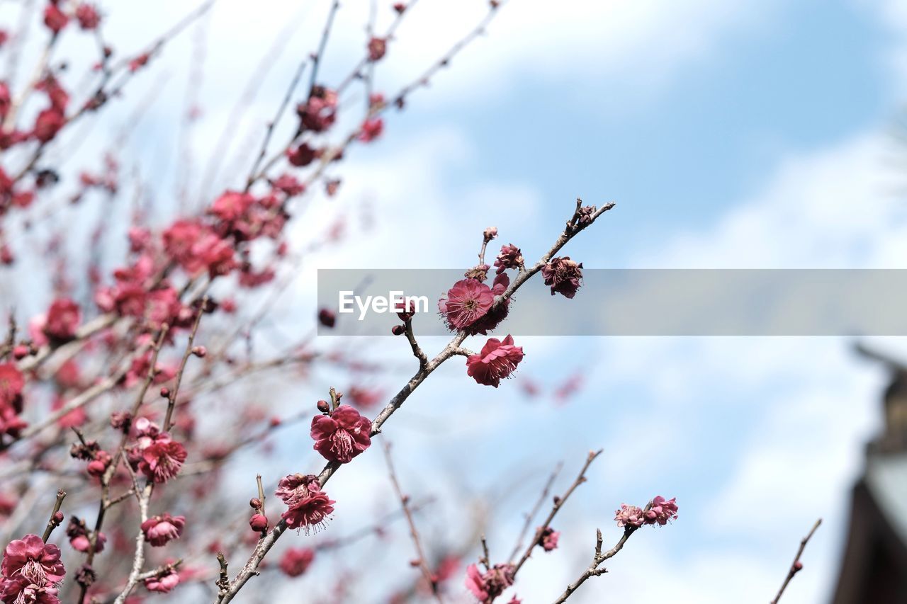 Low angle view of cherry blossom on tree