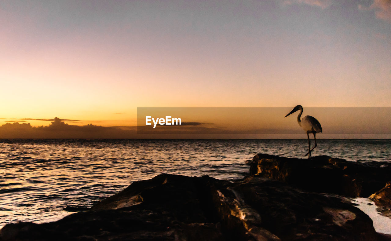 SILHOUETTE BIRDS ON SEA AGAINST SKY DURING SUNSET