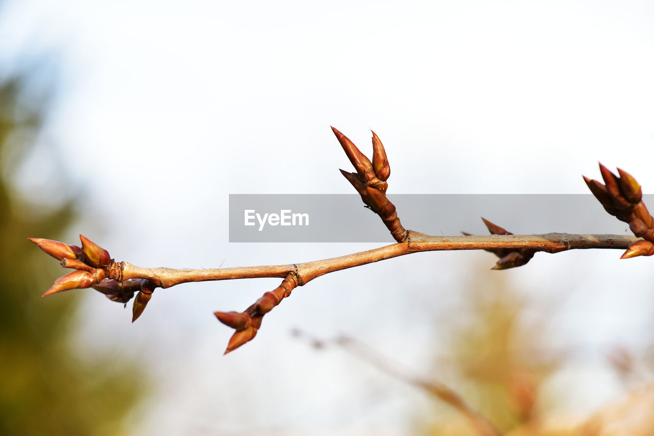 Low angle view of dry leaves on plant against sky