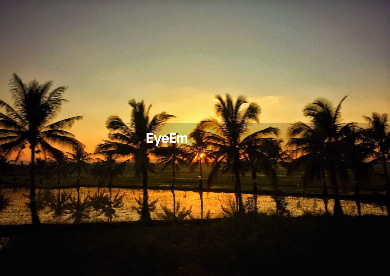 SILHOUETTE PALM TREES AT SUNSET