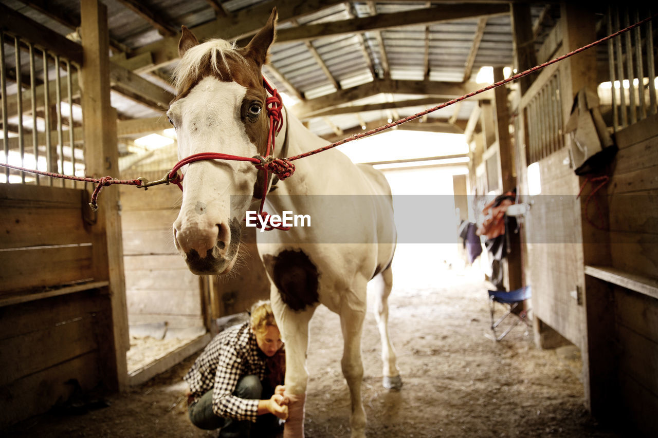 Woman bandaging leg of horse in stable