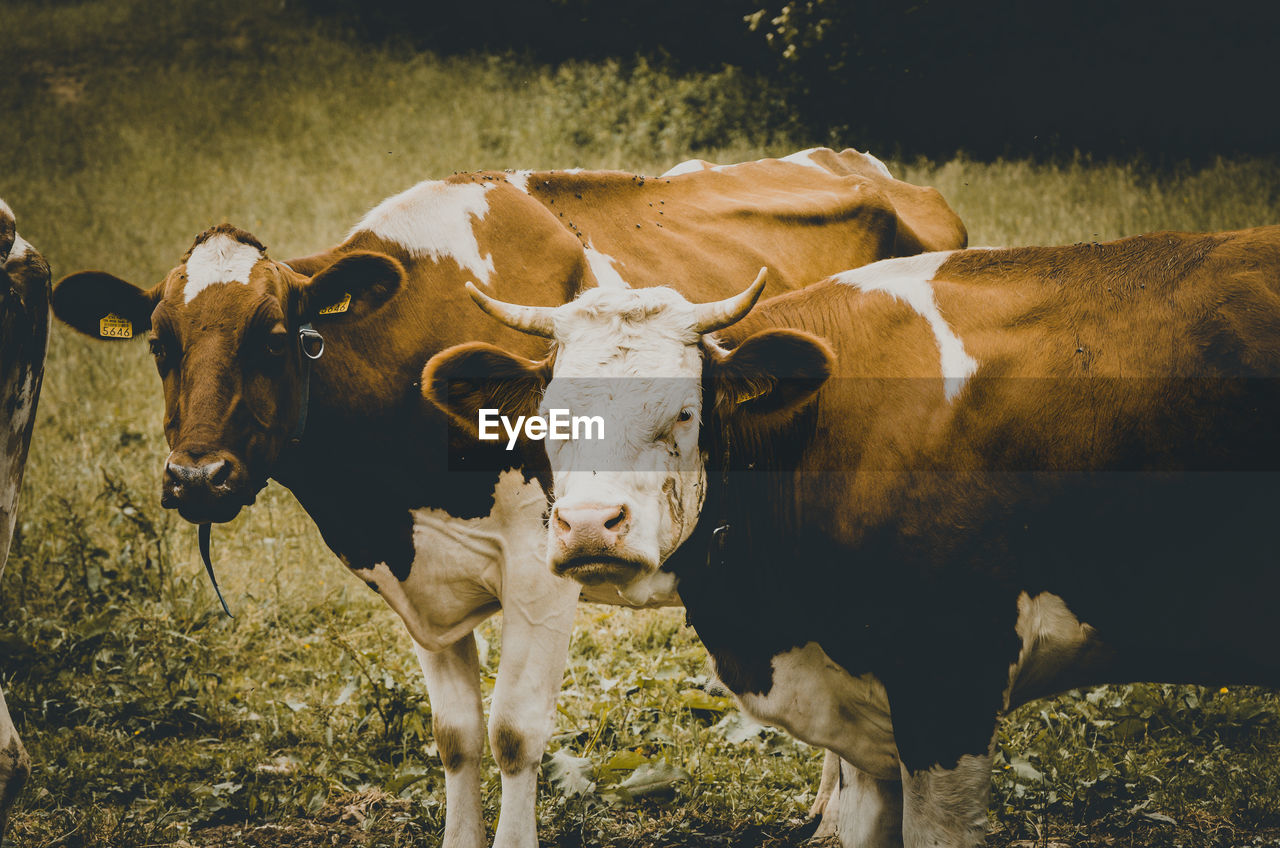 Close-up of cows on field