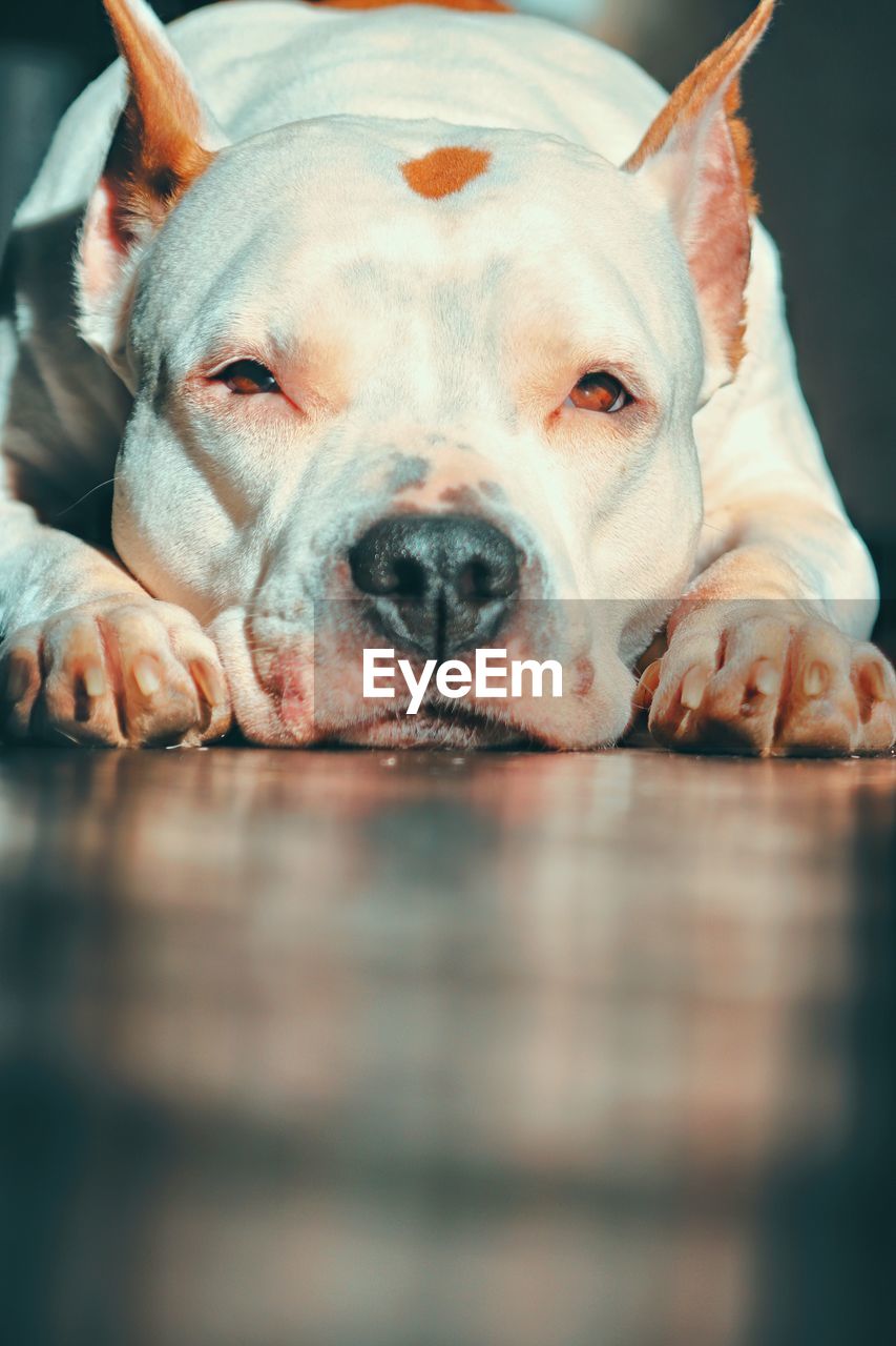 Close-up portrait of dog relaxing on floor