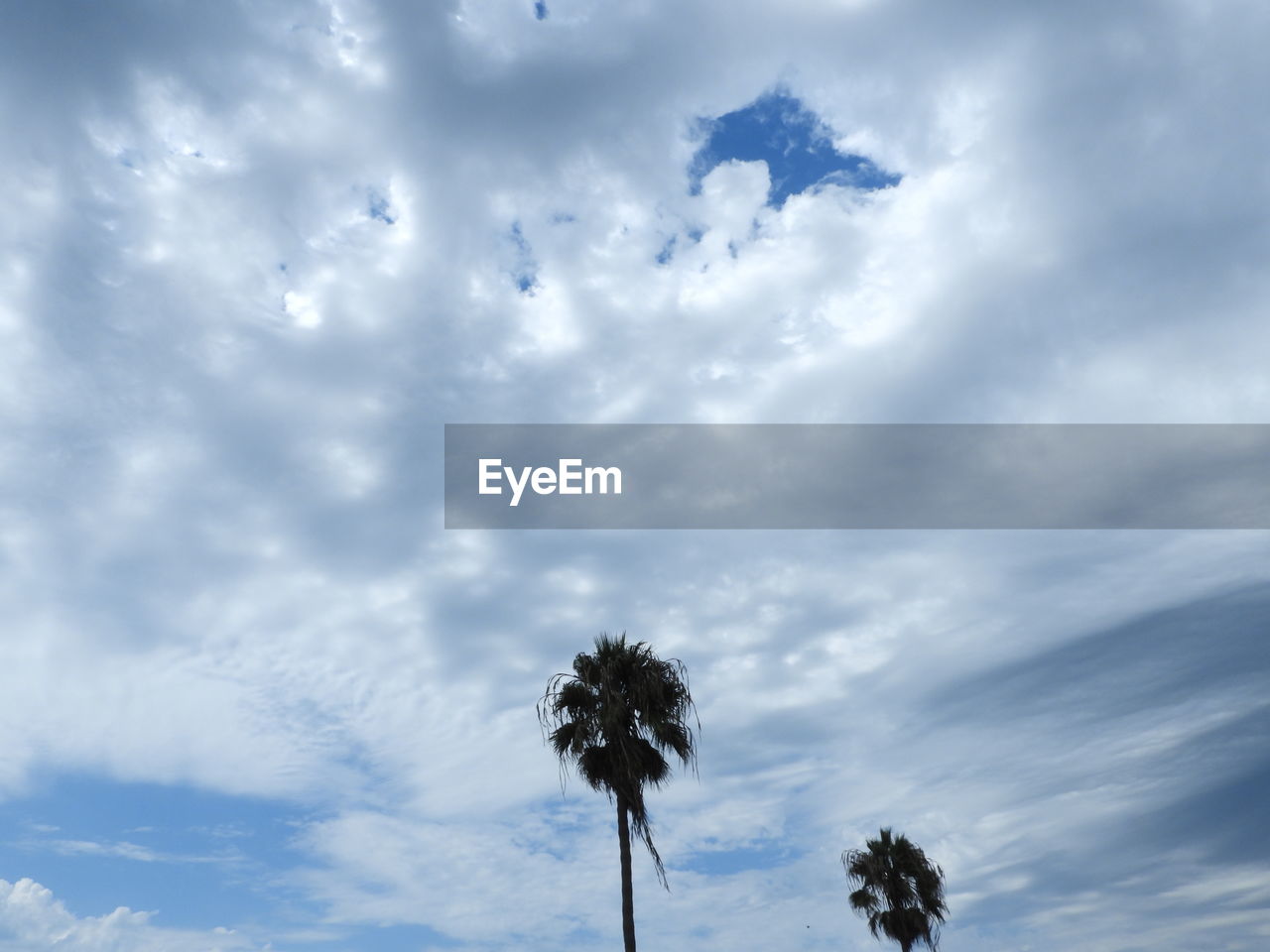 LOW ANGLE VIEW OF SILHOUETTE TREES AGAINST SKY