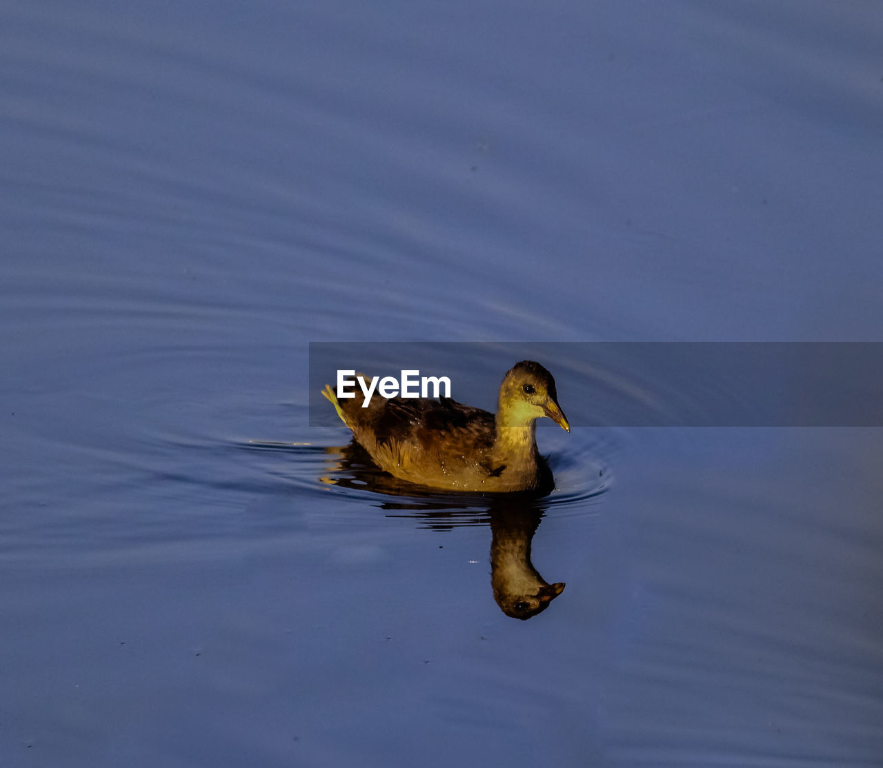 Duck swimming in a lake