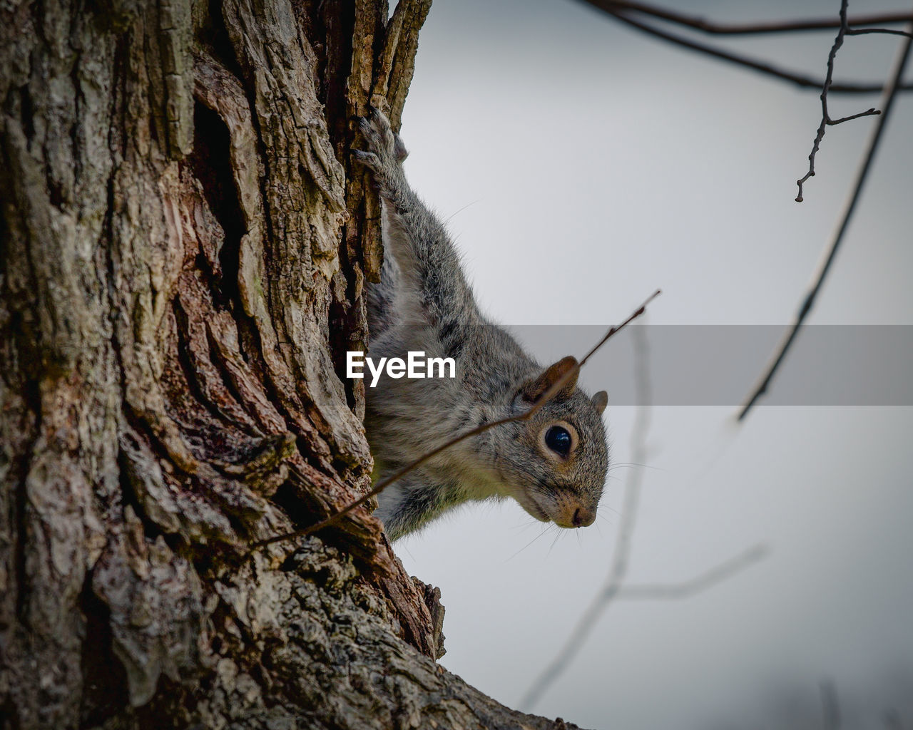 animal, animal themes, animal wildlife, tree, nature, one animal, wildlife, branch, tree trunk, trunk, plant, rodent, squirrel, no people, close-up, mammal, outdoors, focus on foreground, animal body part, chipmunk, bird, day