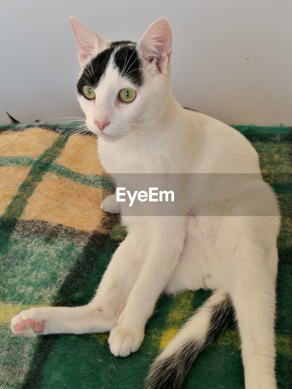 Portrait of cat relaxing on floor