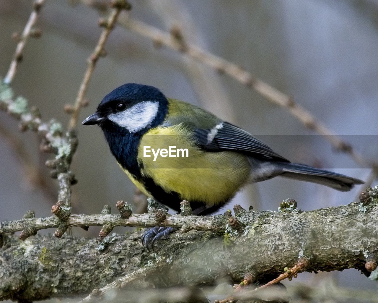 Close-up of great tit bird perching on branch