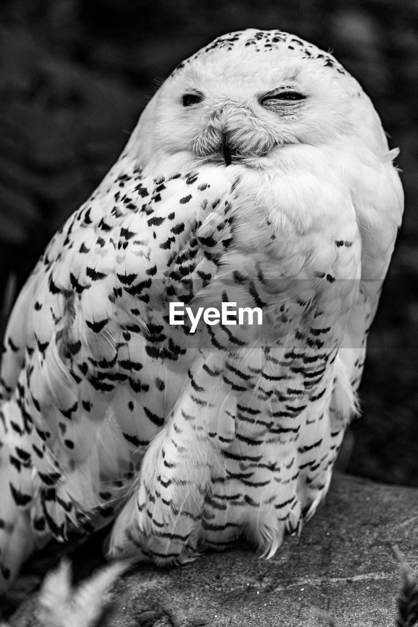 CLOSE-UP OF OWL PERCHING ON STONE